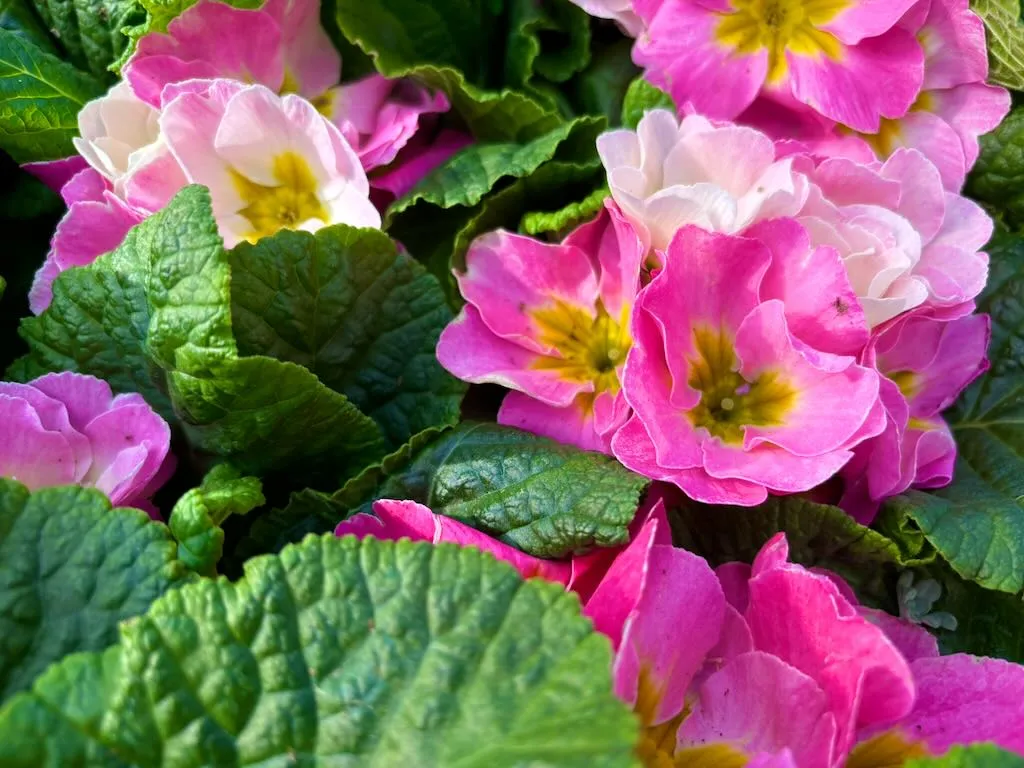 Primula acaulis'Sweet 16'