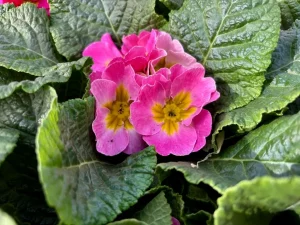 Primula acaulis 'Sweet 16'