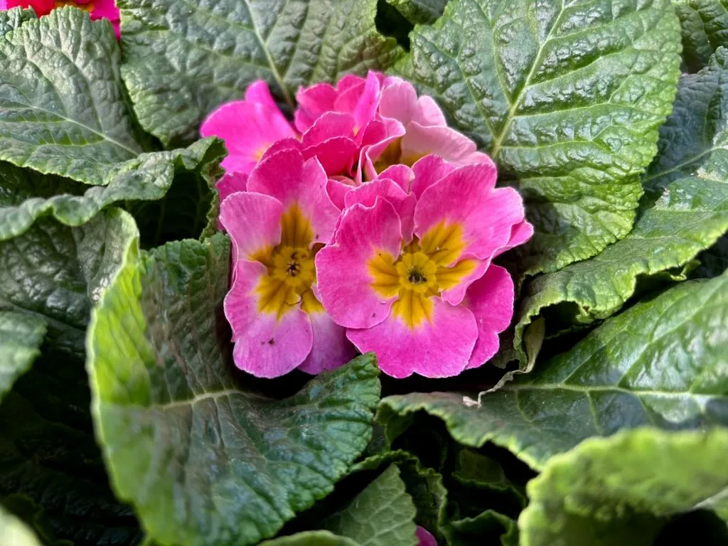 Primula acaulis 'Sweet 16'