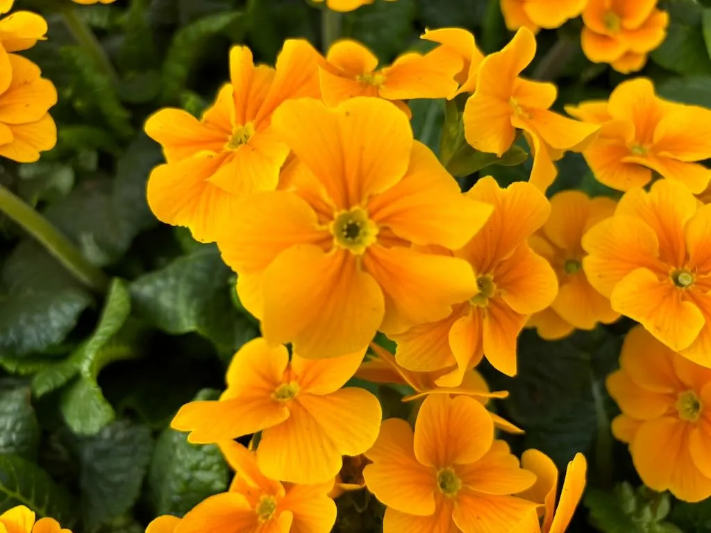 Primula polyanthus 'Orange'
