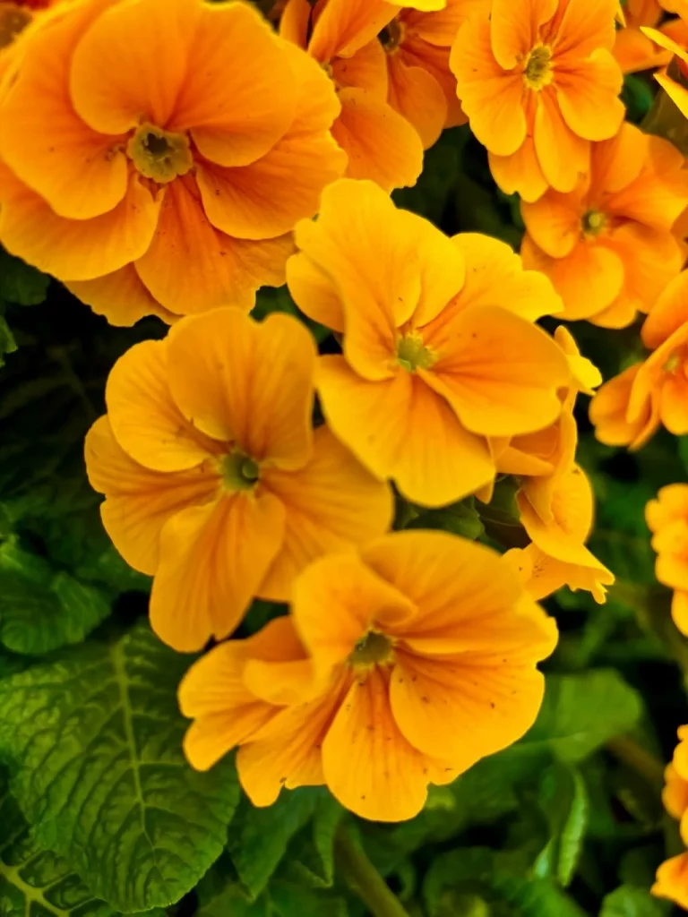 Primula polyanthus'Orange'