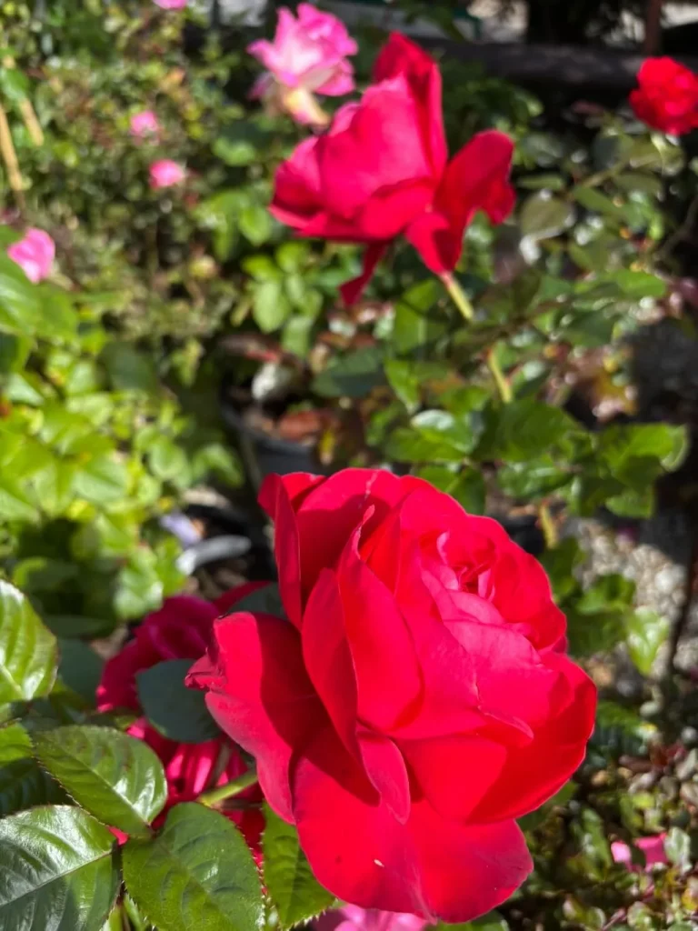 Rosa In Love Again_result - Online Flower Garden Rosa'In Love Again'