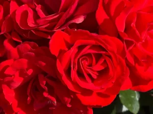 Rosa 'Trumpeter'