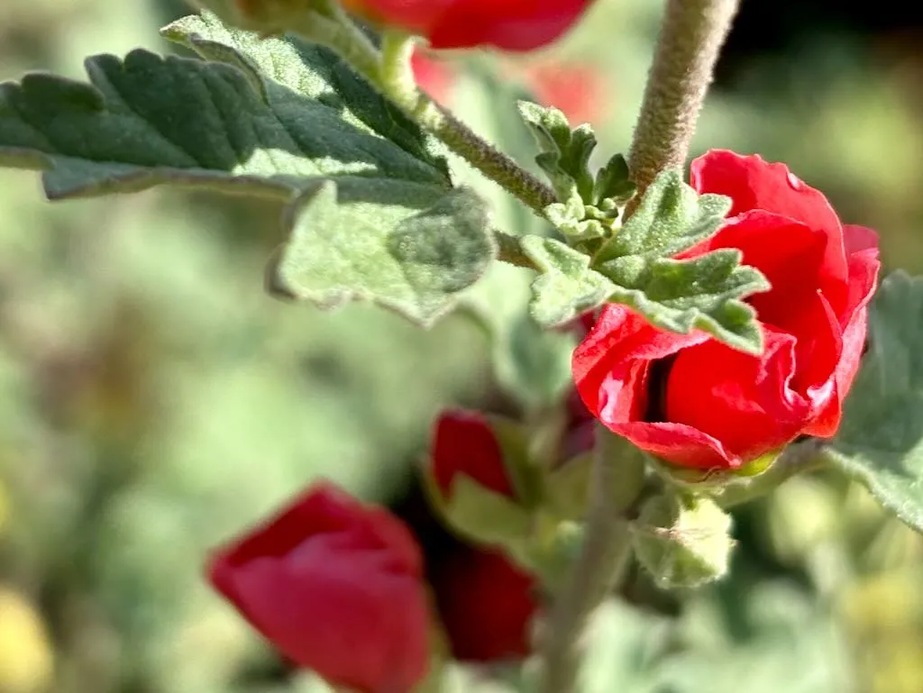 Sphaeralcea ambigua Newleaze Coral_result - Online Flower Garden Sphaeralcea ambigua ‘Newleaze Coral’