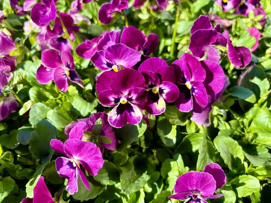 Viola'Sorbet® XP Raspberry'