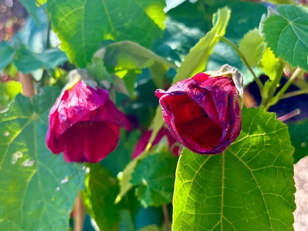 Abutilon'Nabob'