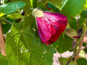 Abutilon 'Nabob'