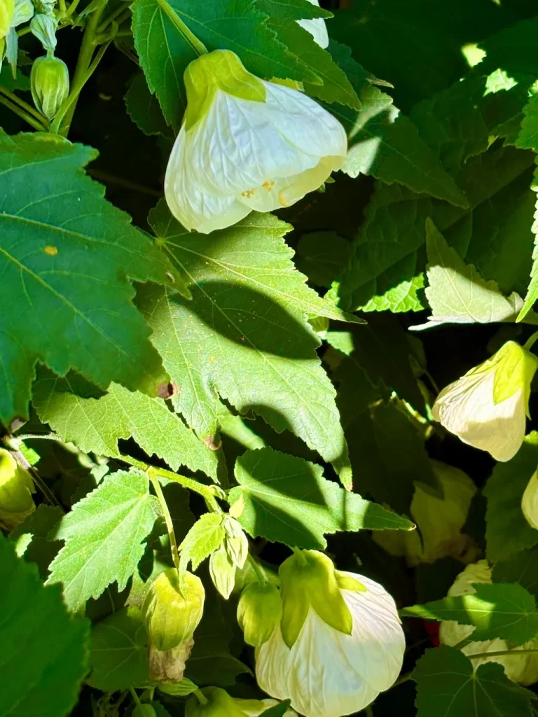 Abutilon hybridum Canopus-1_result - Online Flower Garden Abutilon hybridum'Canopus'