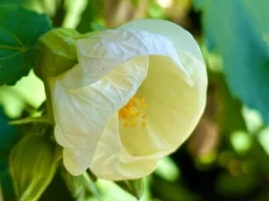 Abutilon hybridum 'Canopus'