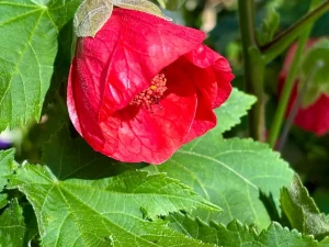 Abutilon hybridum 'Cardinal'