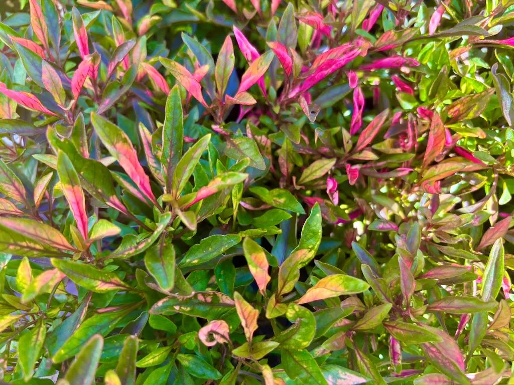 Alternanthera Red Carpet-1_result - Online Flower Garden Alternanthera ‘Red Carpet’