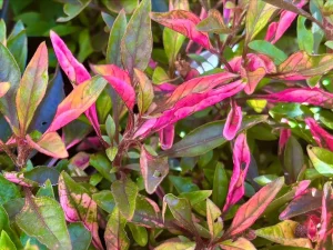 Alternanthera ‘Red Carpet’