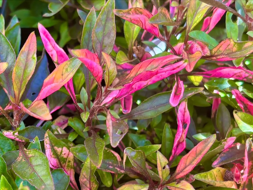 Alternanthera Red Carpet_result - Online Flower Garden Alternanthera ‘Red Carpet’