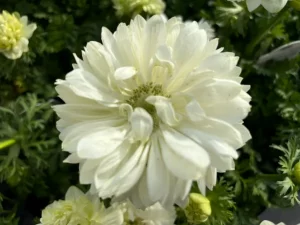 Anemone ‘Harmony Double White’