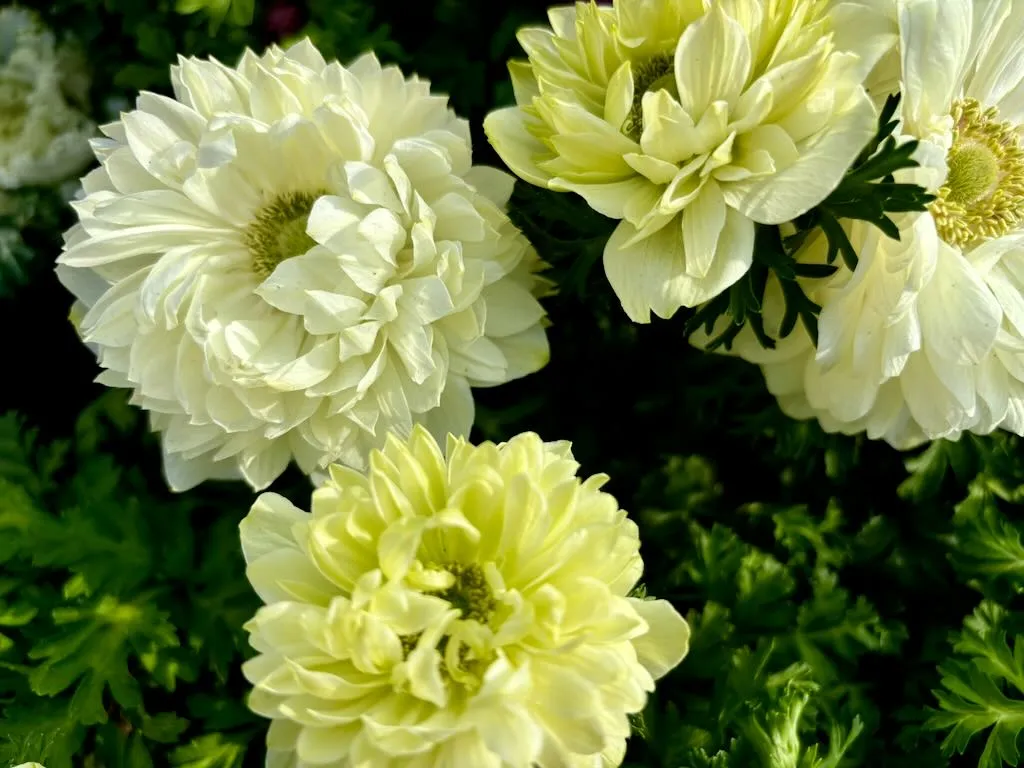 Anemone Harmony Double White_result - Online Flower Garden Anemone ‘Harmony Double White’