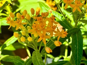 Asclepias 'Silky Gold'
