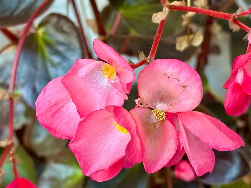 Begonia ‘Dragon Wing® Pink’ Bronze Leaf