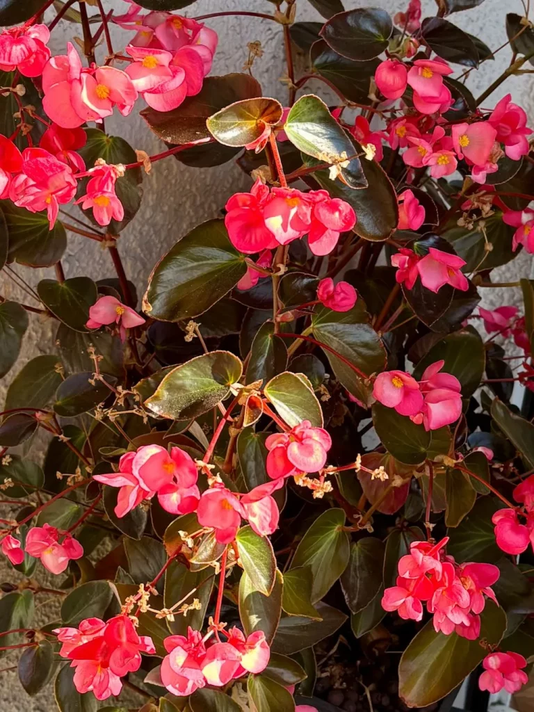Begonia ‘Dragon Wing® Pink’ Bronze Leaf