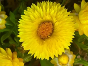 Bracteantha ‘Granvia® Gold’