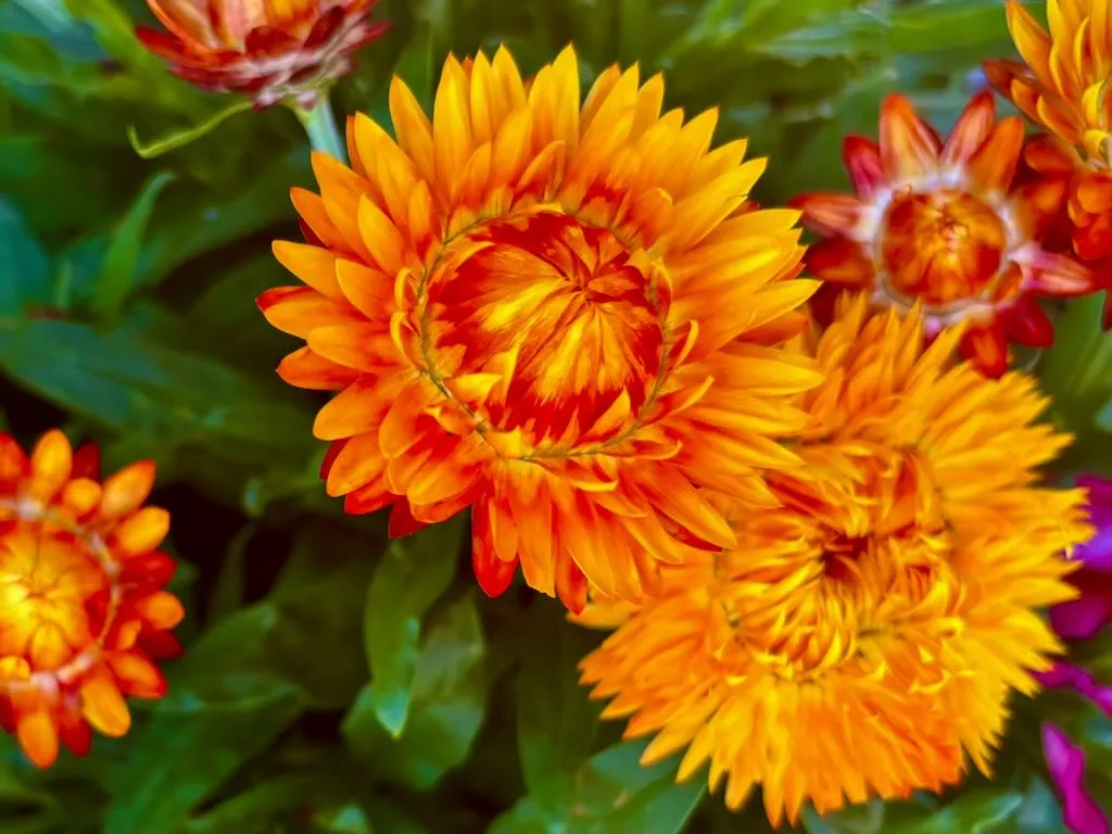 Bracteantha Granvia Harvest Orange-1_result - Online Flower Garden Bracteantha 'Granvia® Harvest Orange'