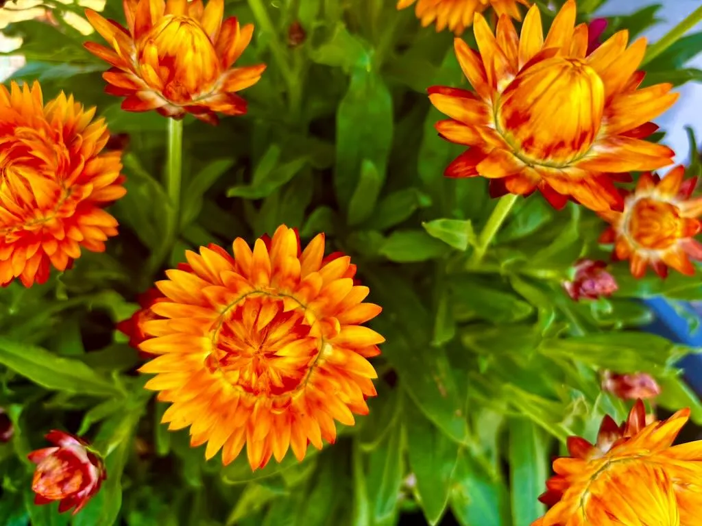 Bracteantha Granvia Harvest Orange_result - Online Flower Garden Bracteantha'Granvia® Harvest Orange'