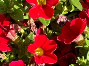 Calibrachoa Cabaret® ‘Red’