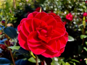 Camellia japonica 'Glen 40'