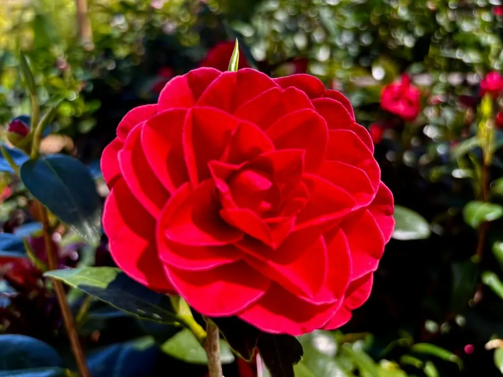 Camellia japonica Glen 40_result - Online Flower Garden Camellia japonica 'Glen 40'