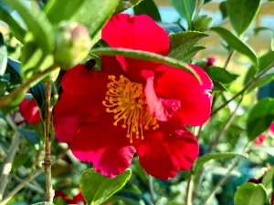 Camellia sasanqua ‘Yuletide’