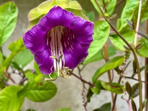 Cobaea scandens