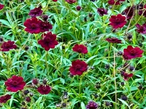 Cosmos atrosanguineus ‘Chocamocha’
