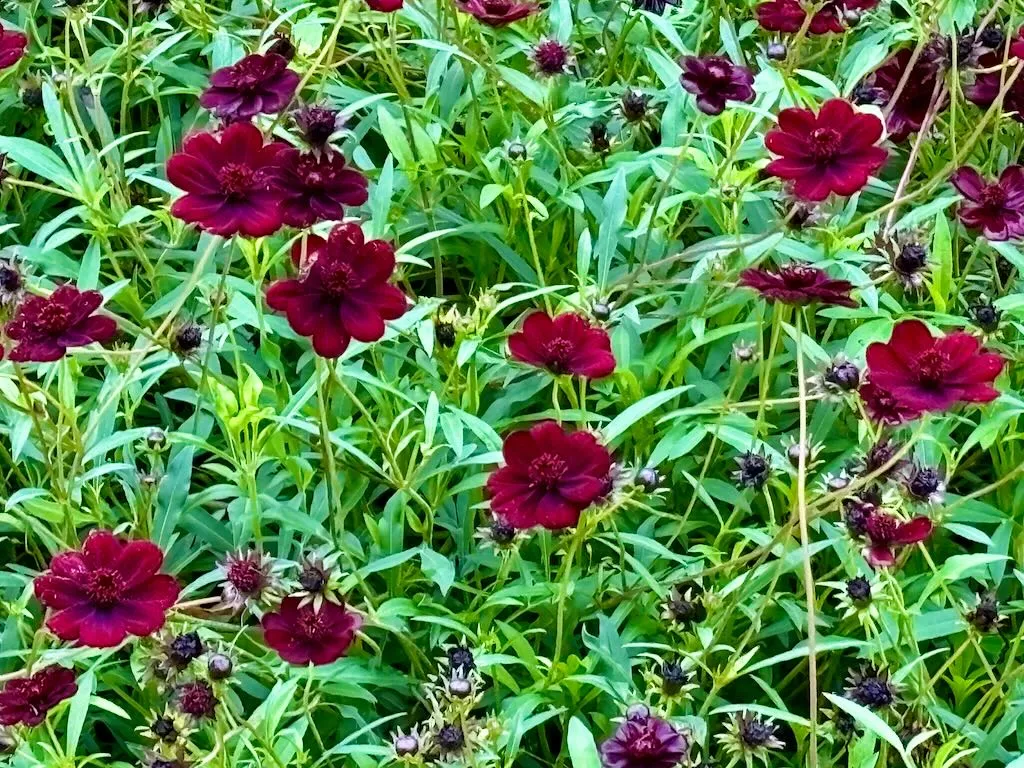 Cosmos atrosanguineus ‘Chocamocha’