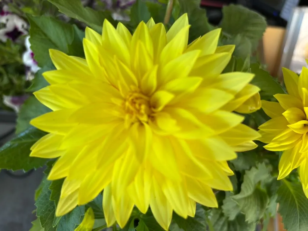 Dahlia XXL Baja Sol Yellow-1_result - Online Flower Garden Dahlia ‘XXL Baja Sol’ Yellow