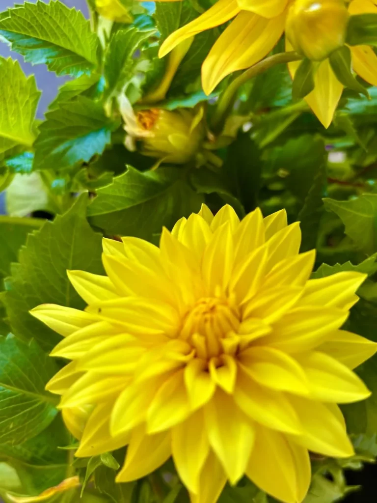 Dahlia ‘XXL Baja Sol’ Yellow