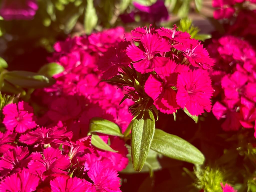 Dianthus Jolt Cherry-1 - Online Flower Garden