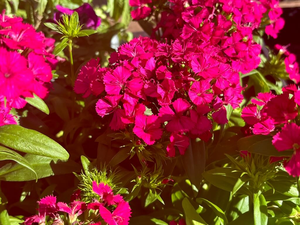 Dianthus Jolt Cherry - Online Flower Garden Dianthus 'Jolt™ Cherry'