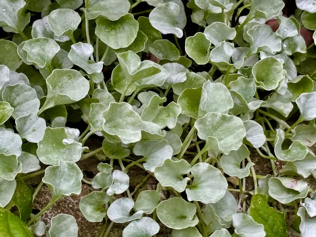 Dichondra argentea-1_result - Online Flower Garden Dichondra argentea