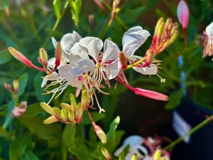 Gaura lindheimeri ‘Bantam® White’