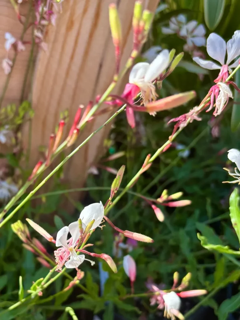 Gaura lindheimeri ‘Bantam® White’