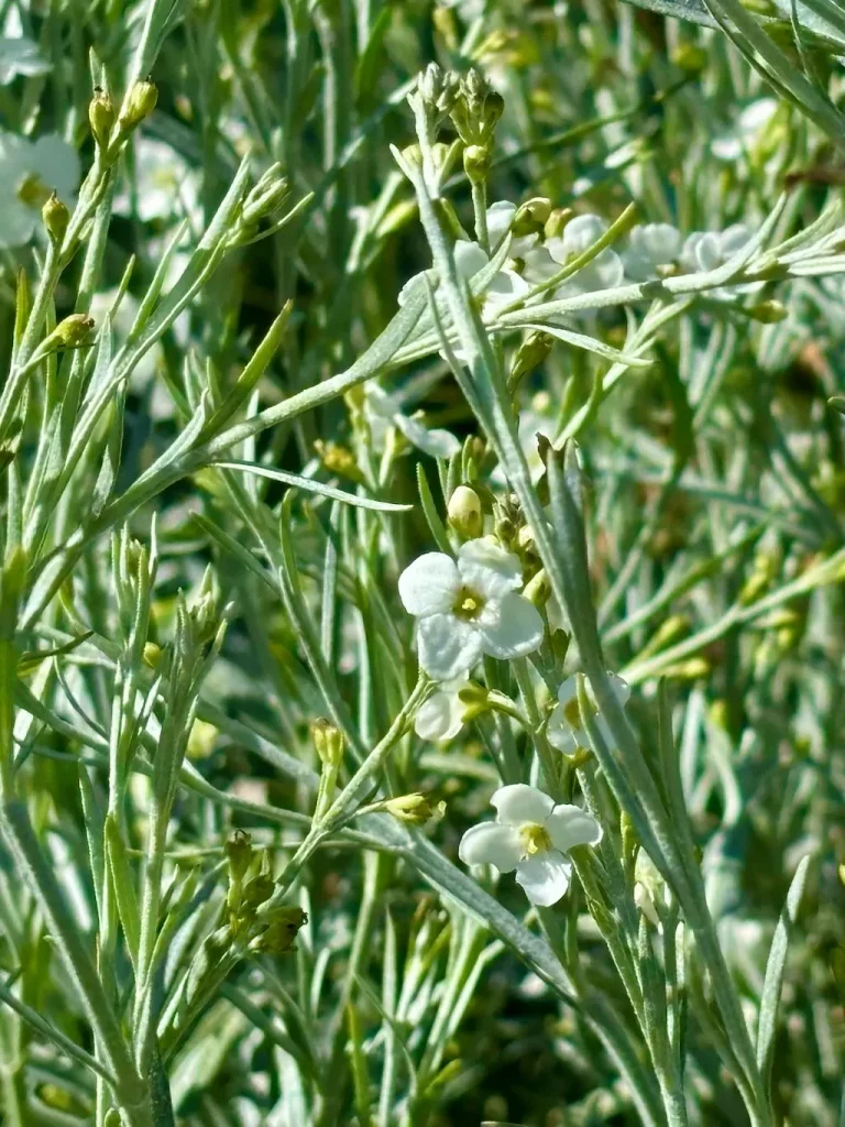 Gomphostigma virgatum_result - Online Flower Garden Gomphostigma virgatum