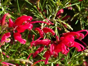 Grevillea 'Scarlet Sprite'
