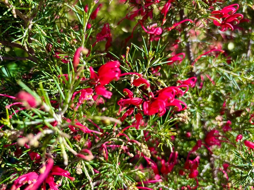 Grevillea Scarlet Sprite_result - Online Flower Garden Grevillea 'Scarlet Sprite'