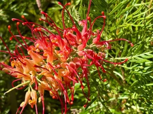 Grevillea ‘Superb’