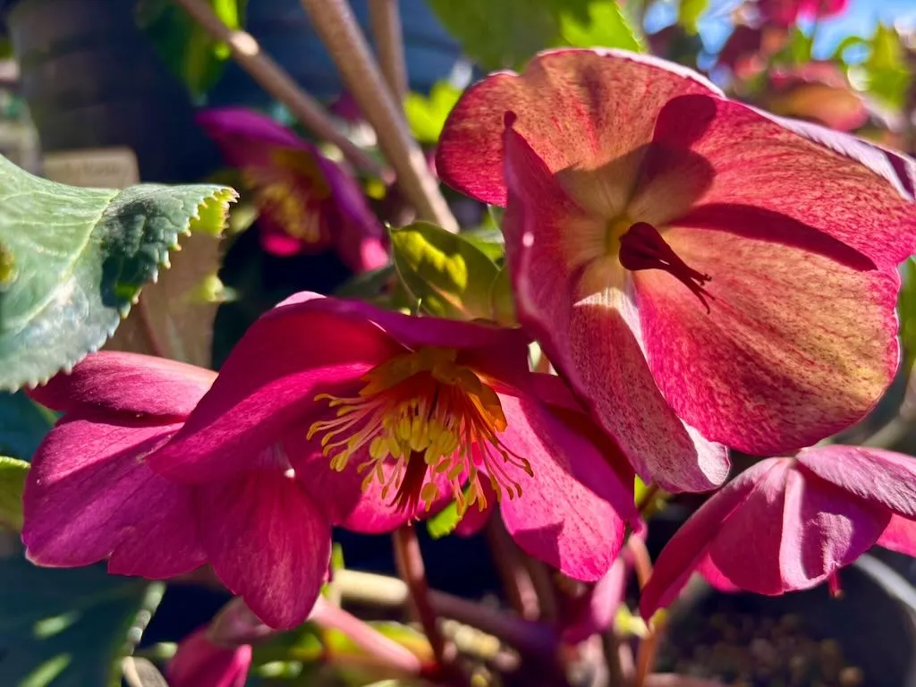 Helleborus Ice N Roses Red-1_result - Online Flower Garden Helleborus ‘Ice N’ Roses Red’