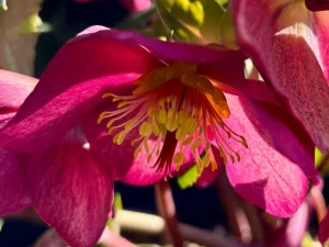 Helleborus ‘Ice N’ Roses Red’