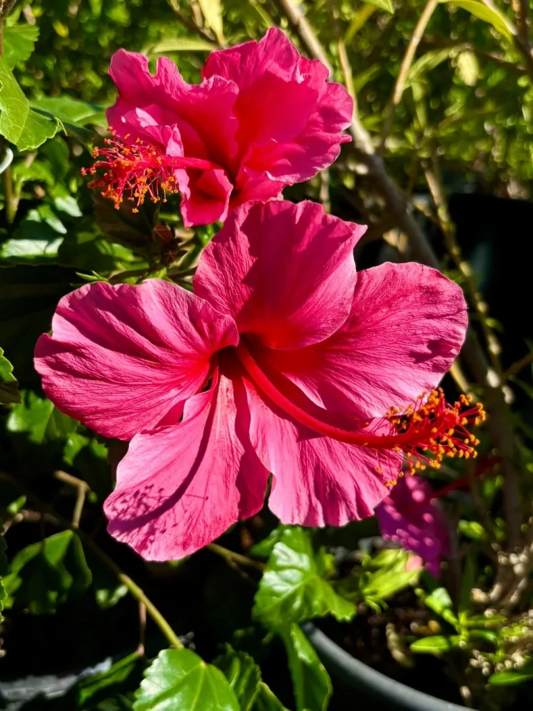 Hibiscus rosa-sinensis 'Lipstick'