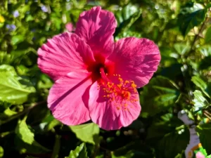 Hibiscus rosa-sinensis 'Lipstick'