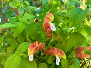 Justicia brandegeeana