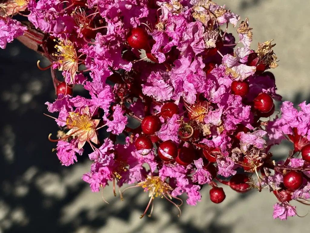 Lagerstroemia'Delta Fuchsia™'