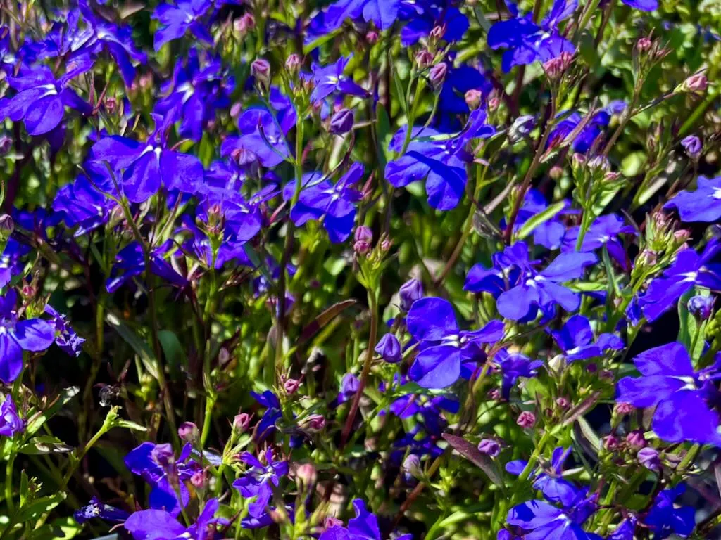Lobelia Regatta Midnight Blue-1_result - Online Flower Garden Lobelia ‘Regatta Midnight Blue’